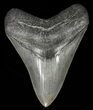 Serrated, Fossil Megalodon Tooth - Georgia #66511-1